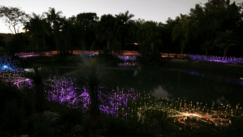 Forest and field of light at Pinecrest Gardens Miami