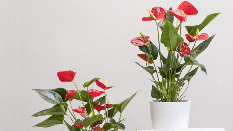 Red Anthuriums for bathroom decor on superyachts