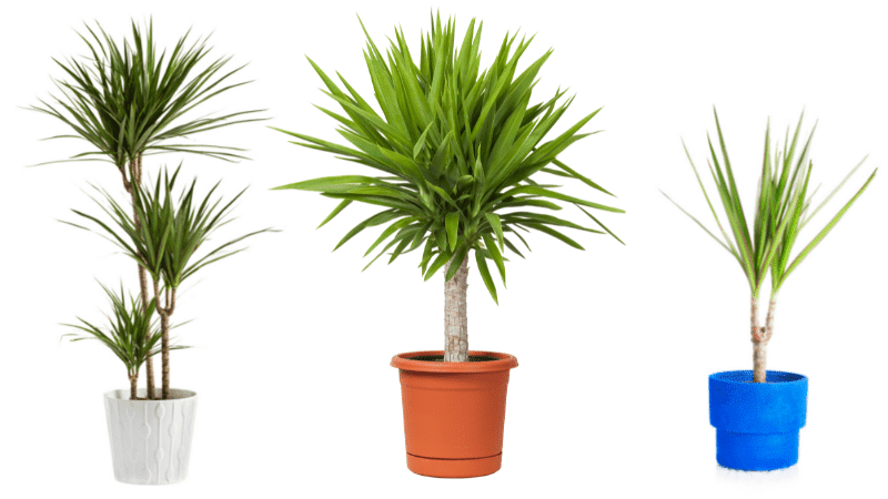 Yucca Plant in a variety of sizes for superyachts