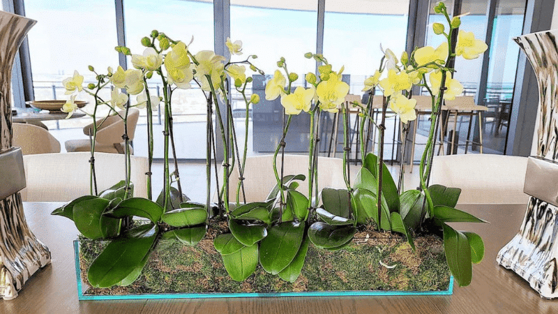 Yellow orchid arrangement for a table centrepiece on a superyacht dining table