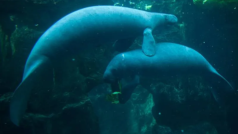Antillean manatee