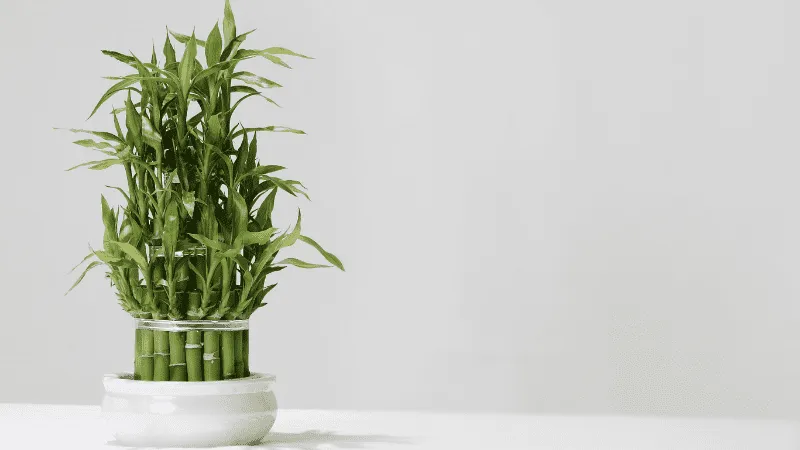 Bamboo small arrangement for luxury superyachts