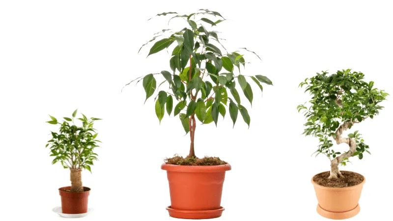 Variety sized ficus trees is a great plant for superyachts