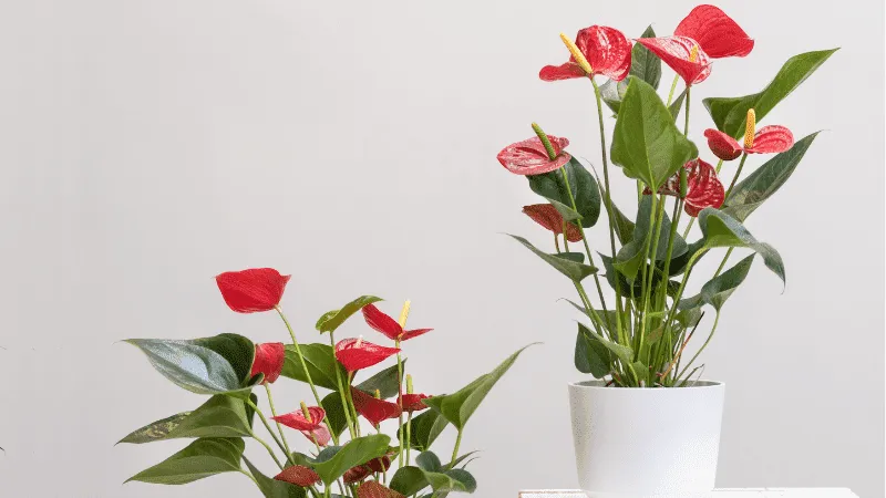 Red Anthuriums for bathroom decor on superyachts