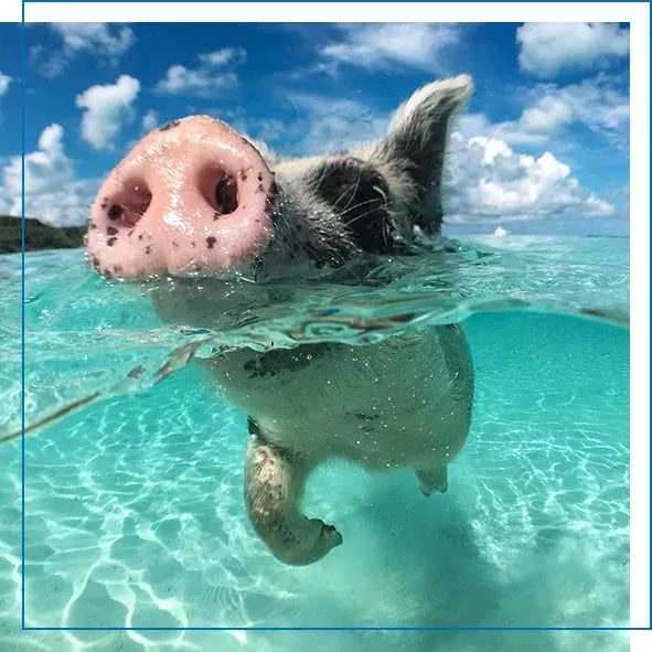 FunYacht Motor Yacht Loon swimming pig